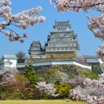 Himeji Castle With Cherry Blossom