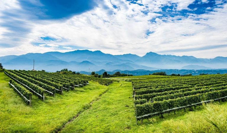 japanese-wine-vinyard-yamanashi