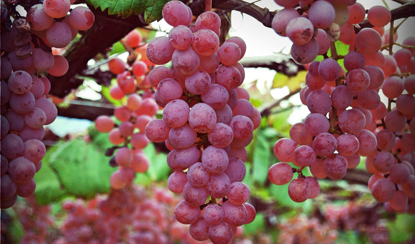 japanese-wine-yamanashi-koshu-grapes