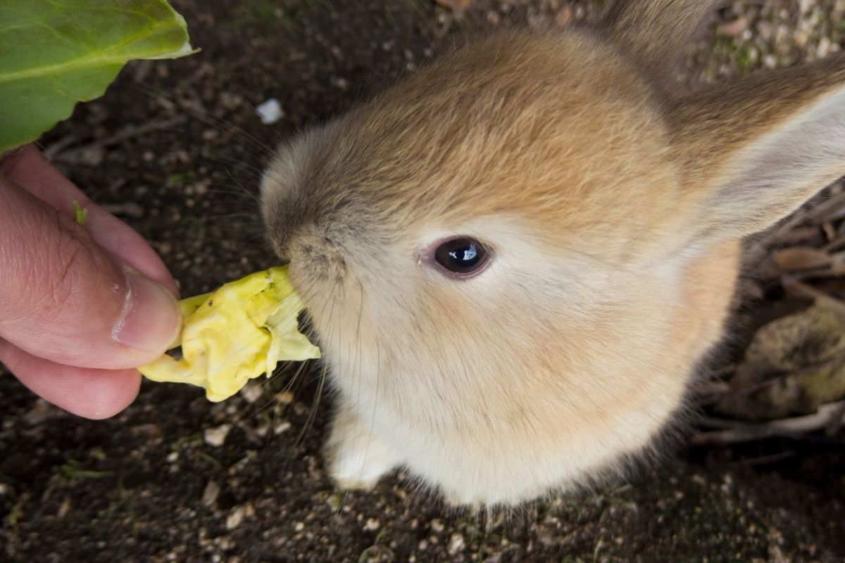 Okunoshima Rabit Island