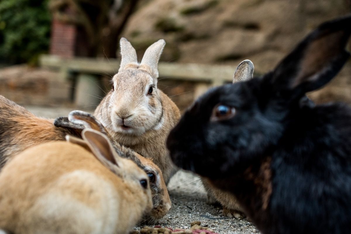 Okunoshima Rabit Island