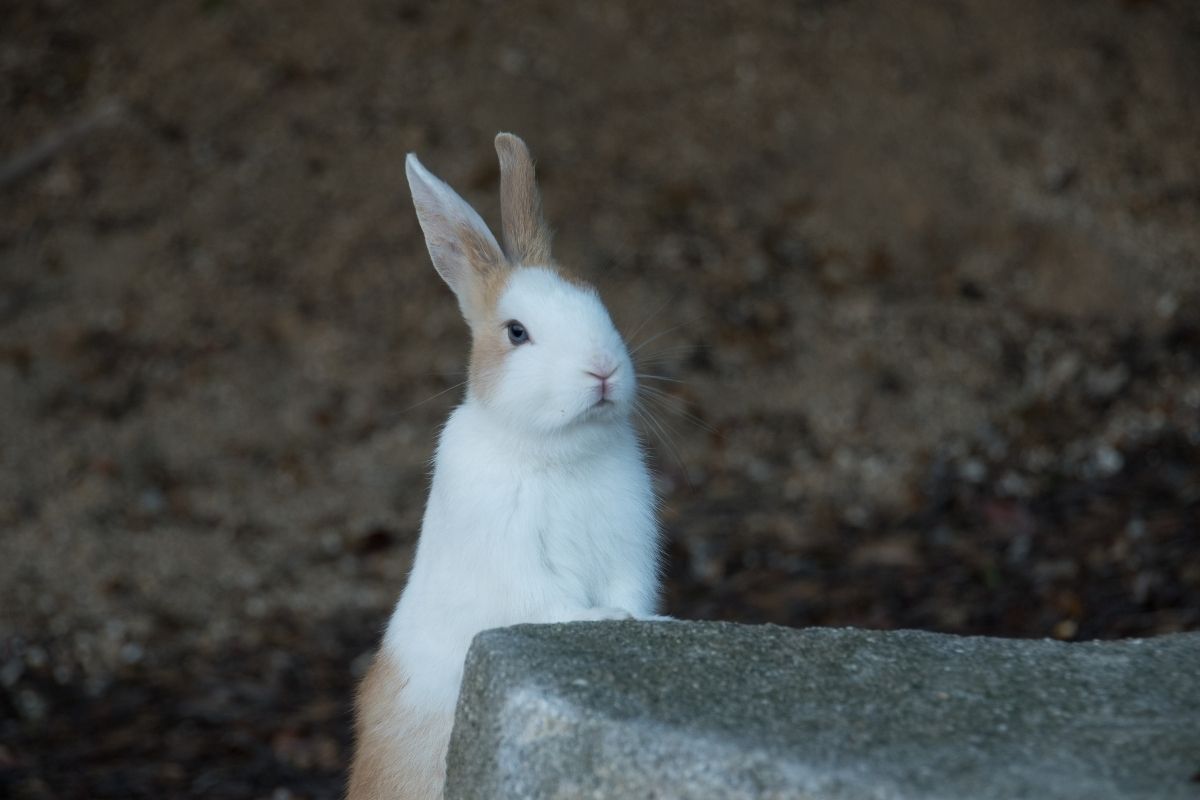 Okunoshima Rabit Island