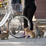 Okunoshima Rabit Island